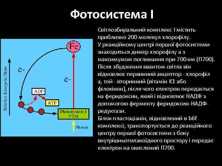 Фотосистема I Світлозбиральний комплекс I містить приблизно 200 молекул хлорофілу. У реакційному центрі першої