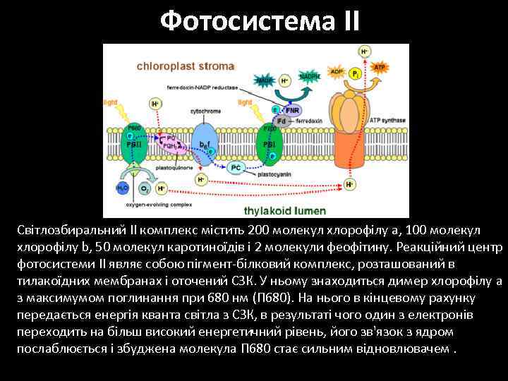 Фотосистема II Світлозбиральний II комплекс містить 200 молекул хлорофілу a, 100 молекул хлорофілу b,