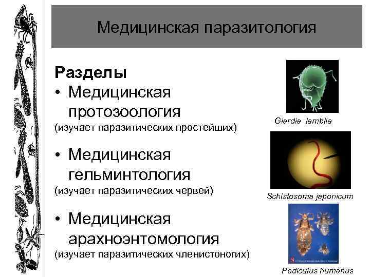 Медицинская паразитология Разделы • Медицинская протозоология (изучает паразитических простейших) Giardia lamblia • Медицинская гельминтология