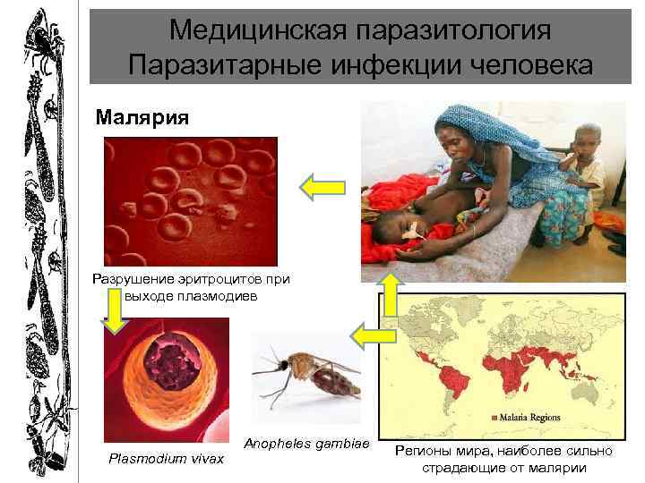 Медицинская паразитология Паразитарные инфекции человека Малярия Разрушение эритроцитов при выходе плазмодиев Plasmodium vivax Anopheles