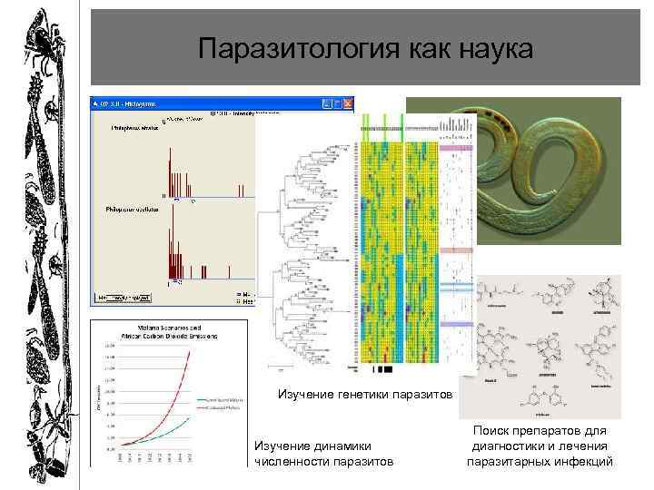 Паразитология как наука Изучение генетики паразитов Изучение динамики численности паразитов Поиск препаратов для диагностики
