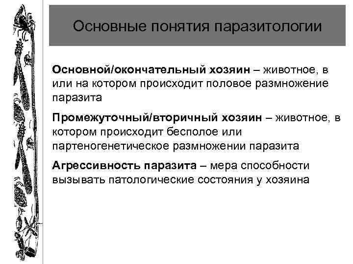 Основные понятия паразитологии Основной/окончательный хозяин – животное, в или на котором происходит половое размножение