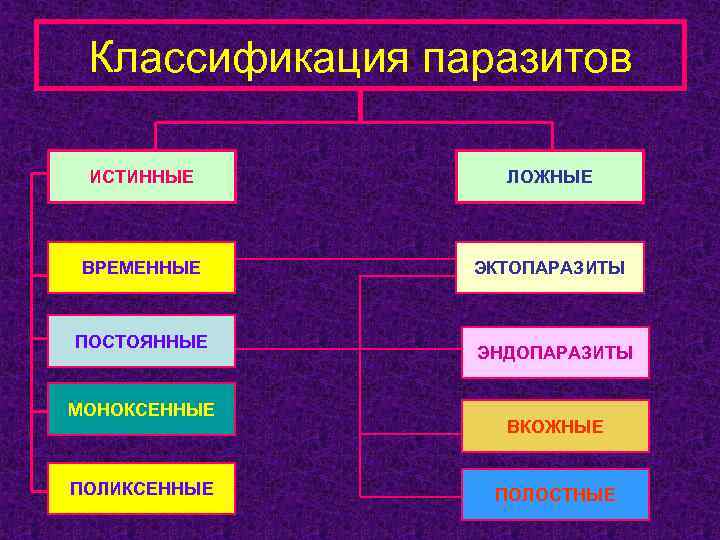 Классификация паразитов ИСТИННЫЕ ЛОЖНЫЕ ВРЕМЕННЫЕ ЭКТОПАРАЗИТЫ ПОСТОЯННЫЕ МОНОКСЕННЫЕ ПОЛИКСЕННЫЕ ЭНДОПАРАЗИТЫ ВКОЖНЫЕ ПОЛОСТНЫЕ 