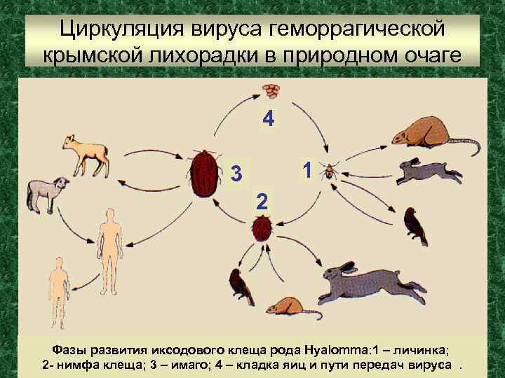 Циркуляция вируса геморрагической крымской лихорадки в природном очаге 4 1 3 2 Фазы развития