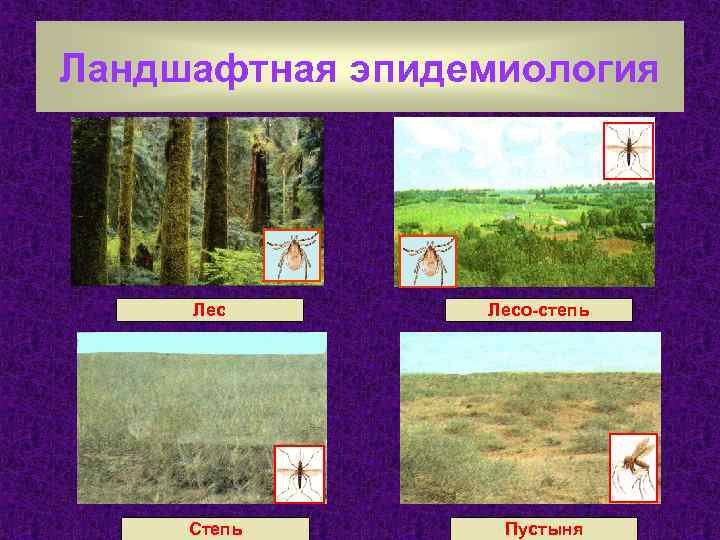 Ландшафтная эпидемиология Лес Степь Лесо-степь Пустыня 