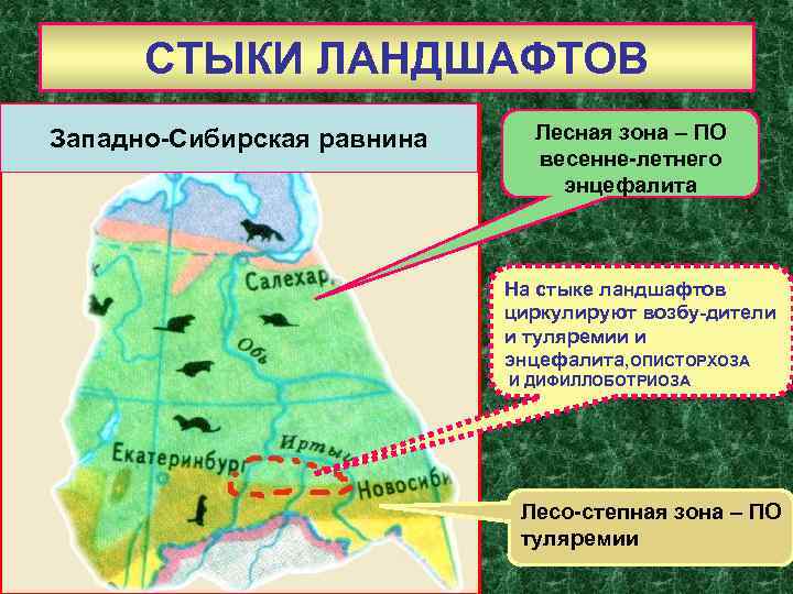 СТЫКИ ЛАНДШАФТОВ Западно-Сибирская равнина Лесная зона – ПО весенне-летнего энцефалита На стыке ландшафтов циркулируют