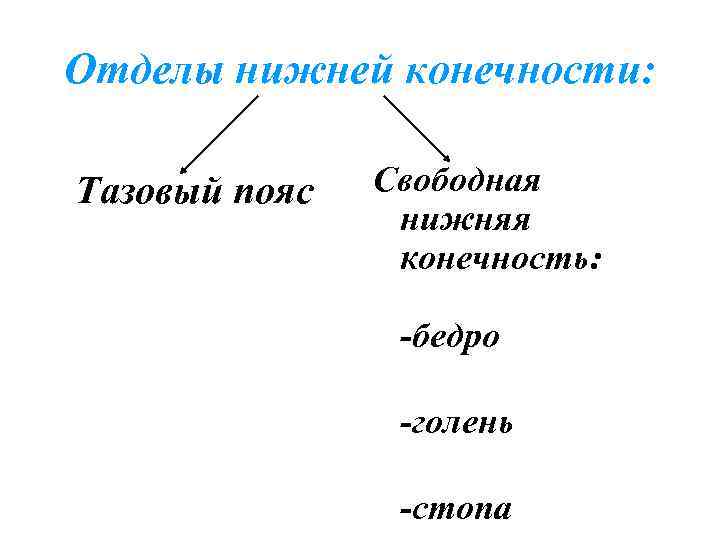 Отделы нижней конечности: Тазовый пояс Свободная нижняя конечность: -бедро -голень -стопа 