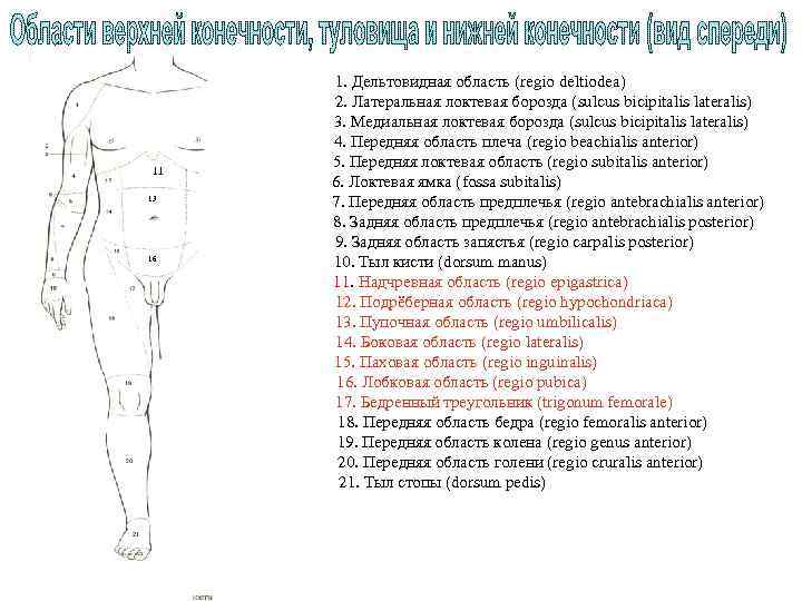 11 13 16 1. Дельтовидная область (regio deltiodea) 2. Латеральная локтевая борозда (sulcus bicipitalis