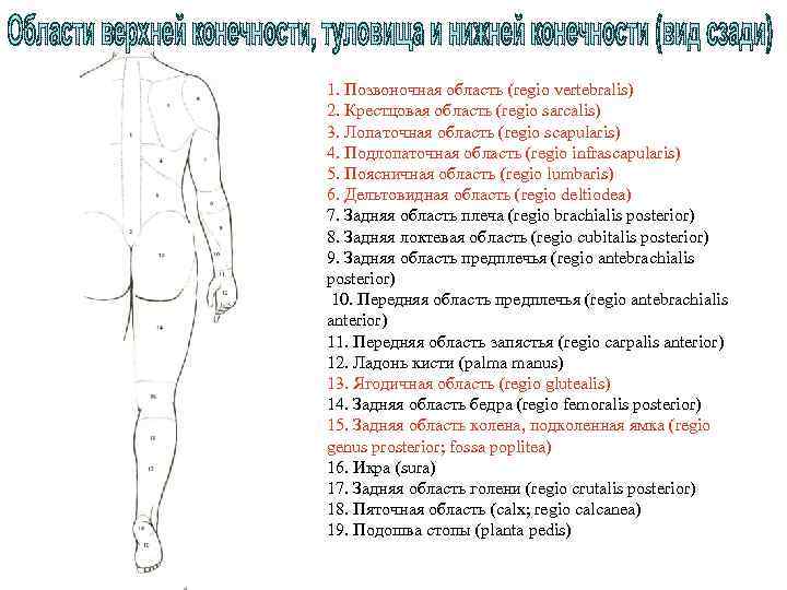 1. Позвоночная область (regio vertebralis) 2. Крестцовая область (regio sarcalis) 3. Лопаточная область (regio