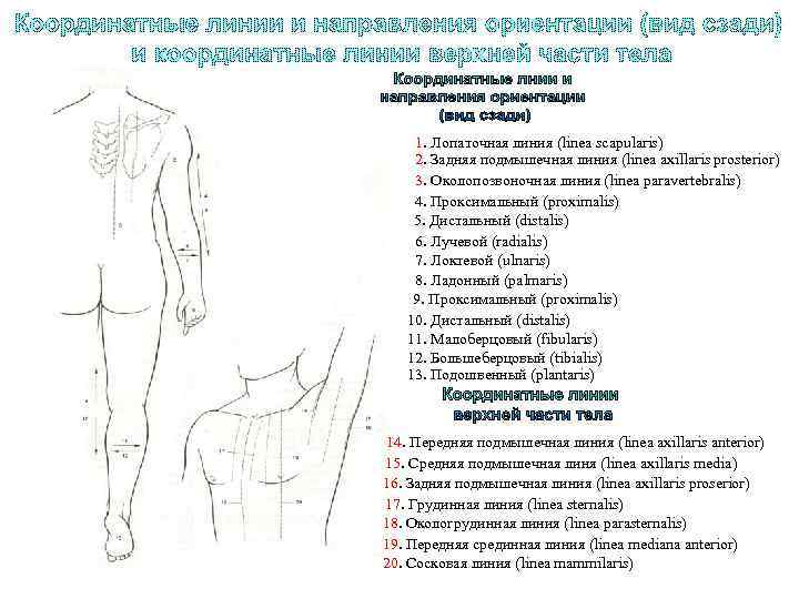 1. Лопаточная линия (linea scapularis) 2. Задняя подмышечная линия (linea axillaris prosterior) 3. Околопозвоночная