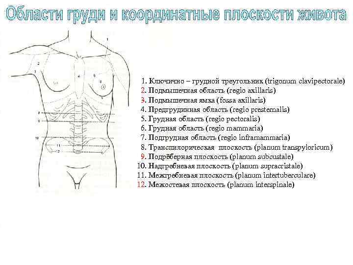 1. Ключично – грудной треугольник (trigonum clavipectorale) 2. Подмышечная область (regio axillaris) 3. Подмышечная