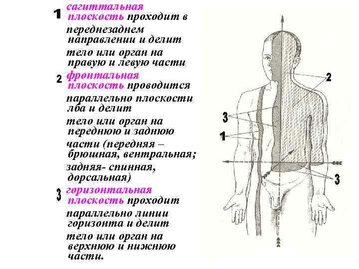  сагиттальная плоскость проходит в переднезаднем направлении и делит тело или орган на правую