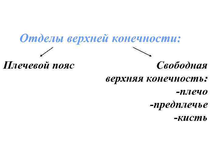 Отделы верхней конечности: Плечевой пояс Свободная верхняя конечность: -плечо -предплечье -кисть 