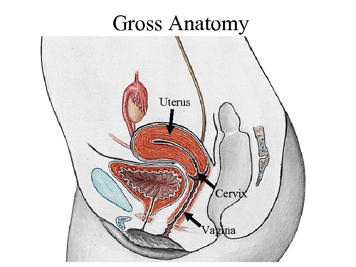  Gross Anatomy Uterus Cervix Vagina 