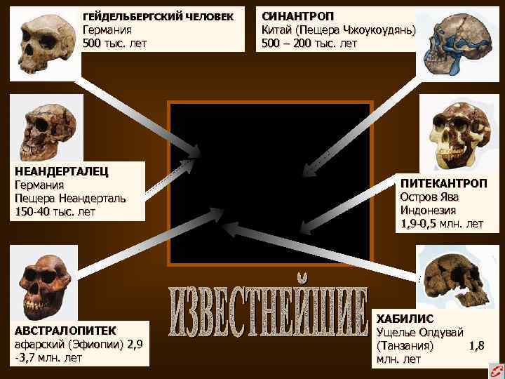 ГЕЙДЕЛЬБЕРГСКИЙ ЧЕЛОВЕК Германия 500 тыс. лет НЕАНДЕРТАЛЕЦ Германия Пещера Неандерталь 150 -40 тыс. лет