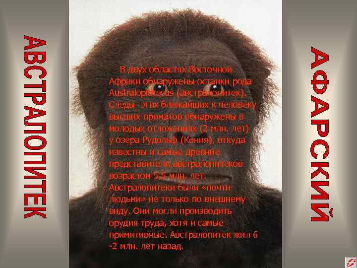В двух областях Восточной Африки обнаружены останки рода Australopithecus (австралопитек). Следы этих ближайших к