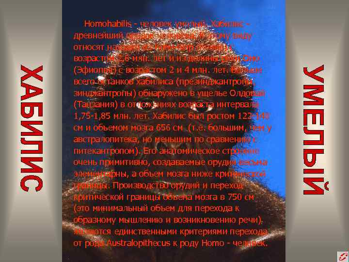 Homohabilis - человек умелый. Хабилис древнейший предок человека. К этому виду относят находки из