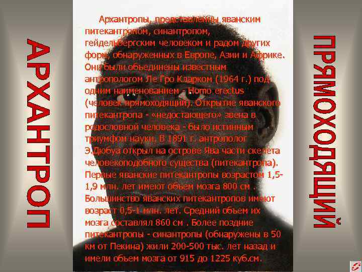 Архантропы, представленны яванским питекантропом, синантропом, гейдельбергским человеком и радом других форм, обнаруженных в Европе,