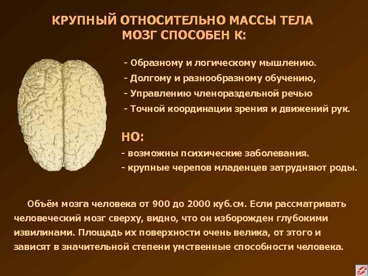 КРУПНЫЙ ОТНОСИТЕЛЬНО МАССЫ ТЕЛА МОЗГ СПОСОБЕН К: - Образному и логическому мышлению. - Долгому