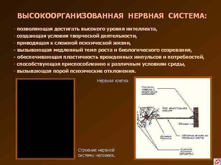 ВЫСОКООРГАНИЗОВАННАЯ НЕРВНАЯ СИСТЕМА: - позволяющая достигать высокого уровня интеллекта, - создающая условия творческой деятельности,