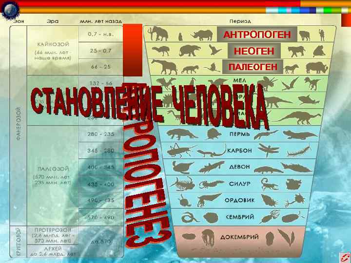 АНТРОПОГЕН НЕОГЕН ПАЛЕОГЕН 