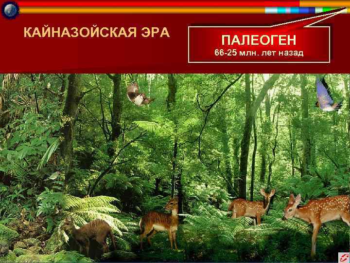 КАЙНАЗОЙСКАЯ ЭРА ПАЛЕОГЕН 66 -25 млн. лет назад 