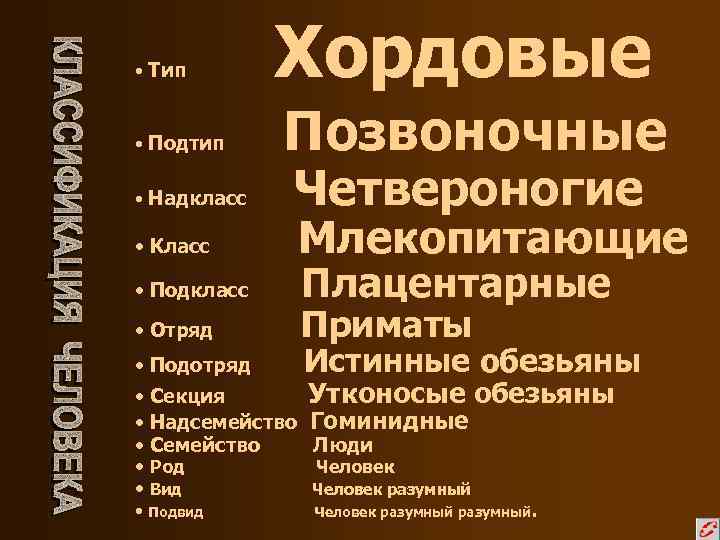  • Тип • Подтип • Надкласс • Класс • Подкласс • Отряд •