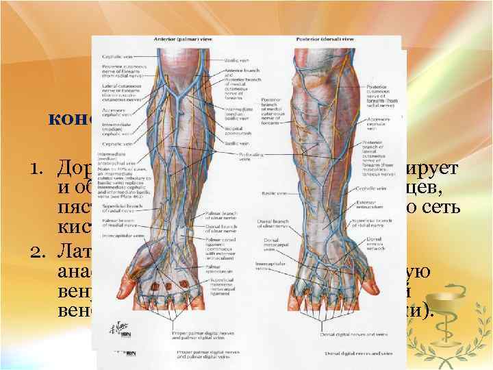 Анастомозы верхней конечности. 1. Дорсальная пяcтная вена анастомозирует и образует на тыльной стороне пальцев,