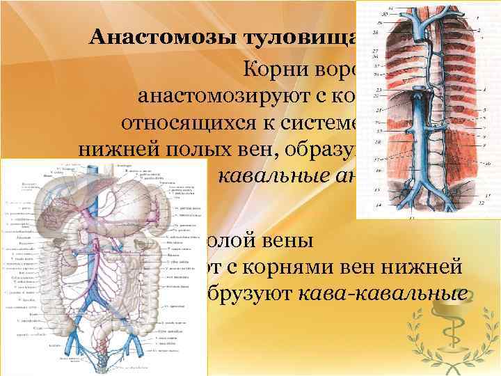 Кава кавальные анастомозы схема