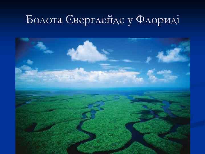 Болота Єверглейдс у Флориді 