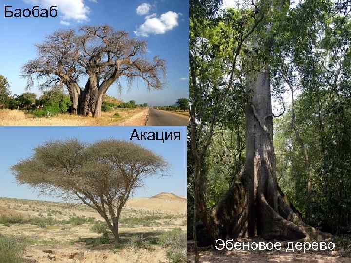 Баобаб Акация Эбеновое дерево 