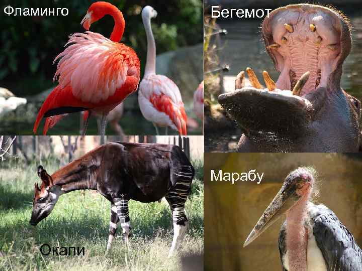Фламинго Бегемот Марабу Окапи 
