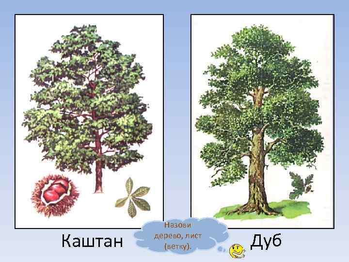 Каштан Назови дерево, лист (ветку). Дуб 