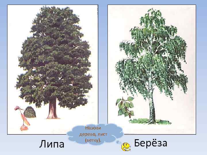 Липа Назови дерево, лист (ветку). Берёза 