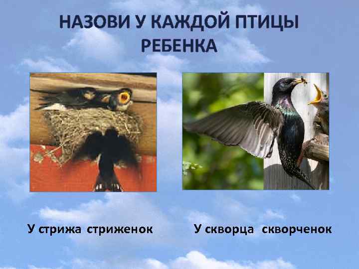 НАЗОВИ У КАЖДОЙ ПТИЦЫ РЕБЕНКА У стрижа стриженок У скворца скворченок 
