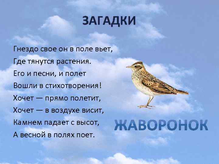 Загадка гнездо. Гнездо своё он в поле вьёт где тянутся растения его и песни. Загадка про гнездо. Гнездо стихотворение. Загадка про гнездо птицы.