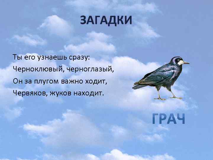 ЗАГАДКИ Ты его узнаешь сразу: Черноклювый, черноглазый, Он за плугом важно ходит, Червяков, жуков