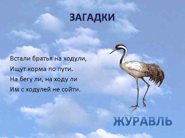 Пошли загадки. Встали братья на ходули ищут. Загадка встали братья на ходули. Встали братья на ходули ищут корма по пути. Встали братья на ходули ищут корма по пути загадка.