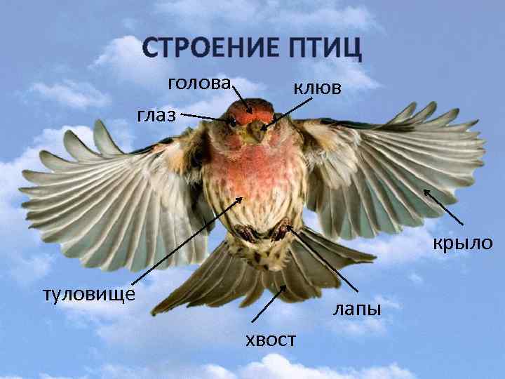 СТРОЕНИЕ ПТИЦ голова глаз клюв крыло туловище лапы хвост 