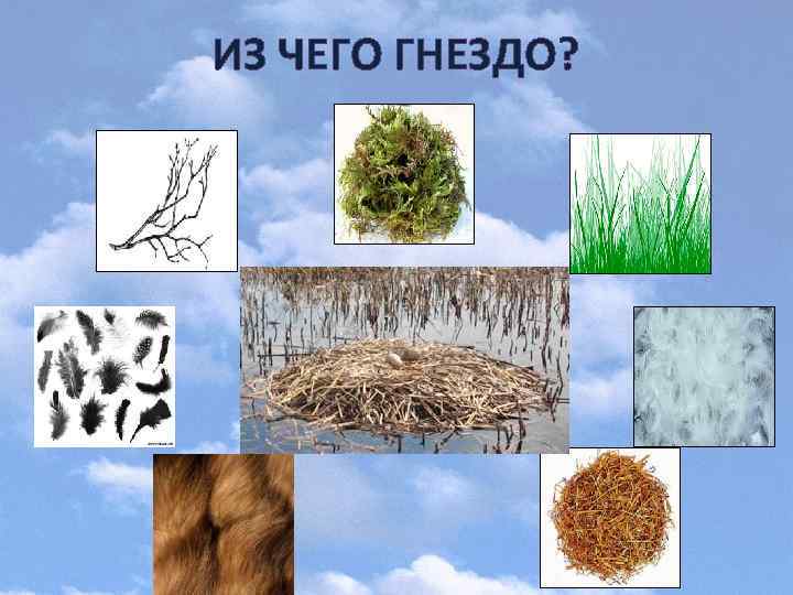 ИЗ ЧЕГО ГНЕЗДО? 