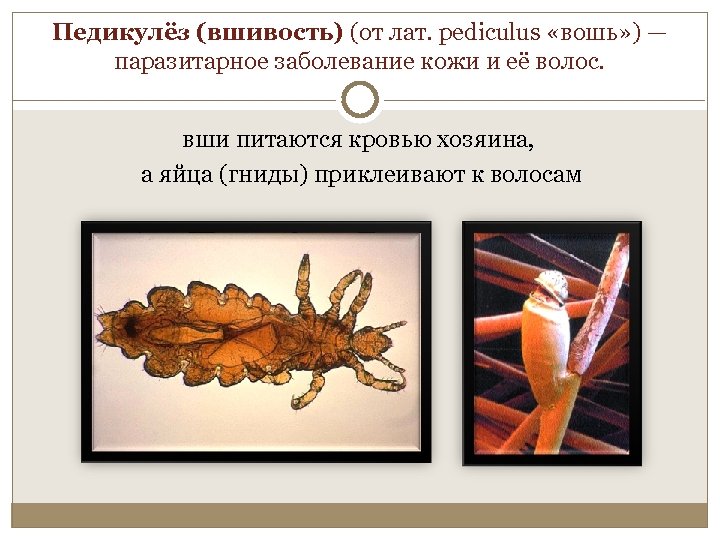 Педикулёз (вшивость) (от лат. pediculus «вошь» ) — паразитарное заболевание кожи и её волос.