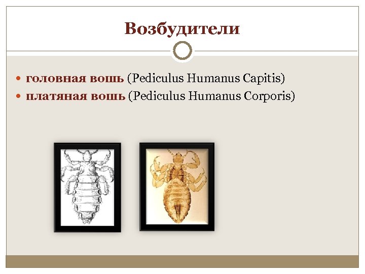 Возбудители головная вошь (Pediculus Humanus Capitis) платяная вошь (Pediculus Humanus Corporis) 