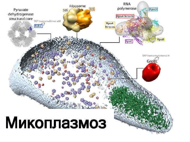 Микоплазмоз 