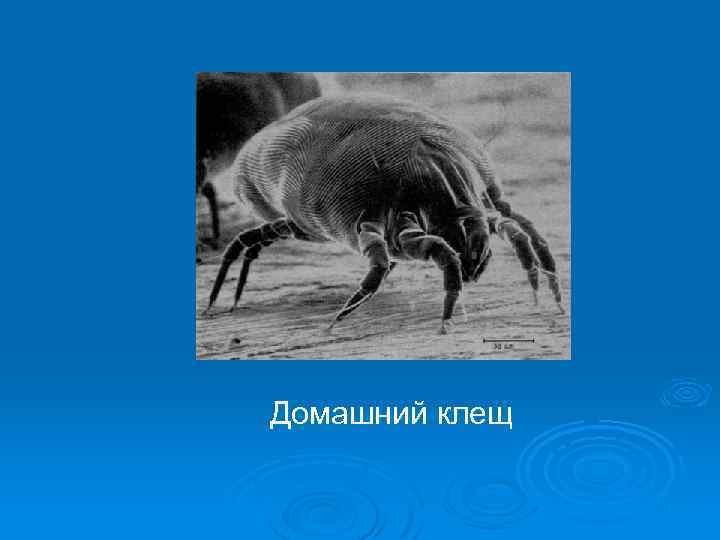 Домашний клещ 