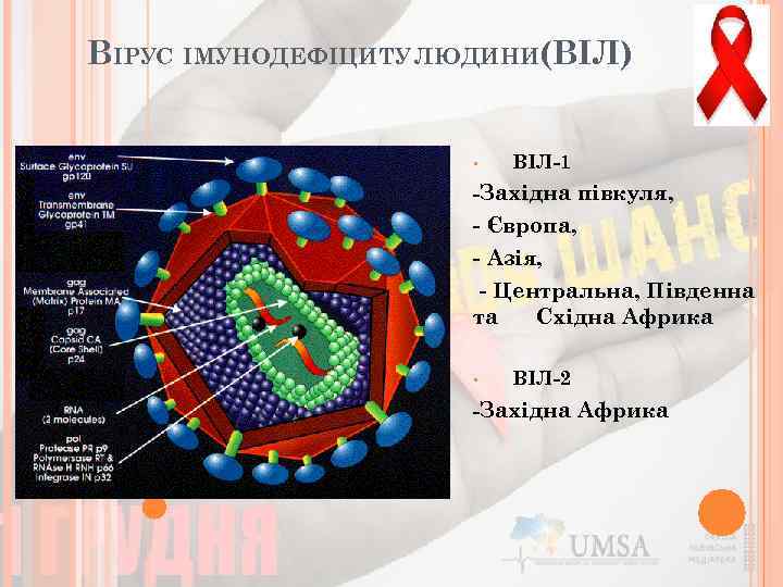 ВІРУС ІМУНОДЕФІЦИТУ ЛЮДИНИ(ВІЛ) • ВІЛ-1 -Західна півкуля, - Європа, - Азія, - Центральна, Південна