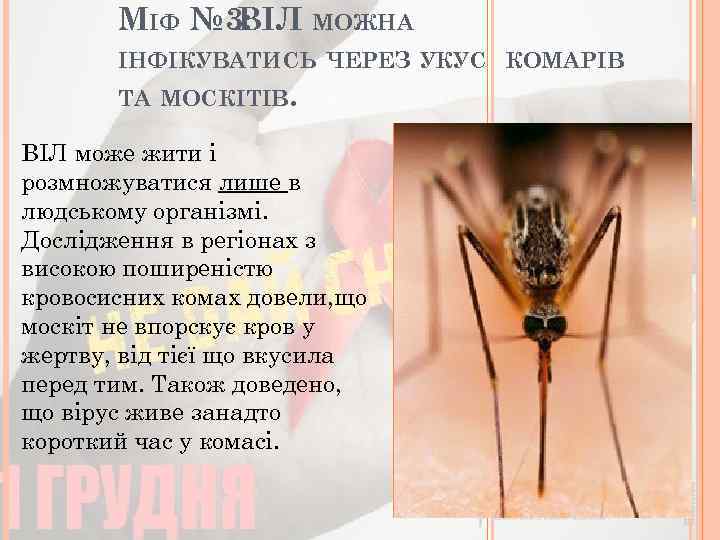 МІФ № 3: ВІЛ МОЖНА ІНФІКУВАТИСЬ ЧЕРЕЗ УКУС КОМАРІВ ТА МОСКІТІВ. ВІЛ може жити