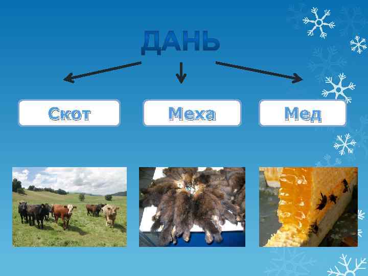 Скот Меха Мед 