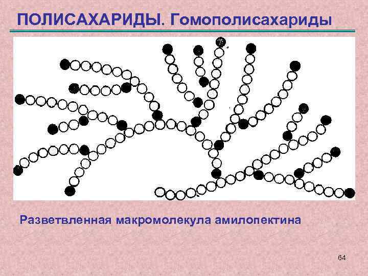 ПОЛИСАХАРИДЫ. Гомополисахариды Разветвленная макромолекула амилопектина 64 