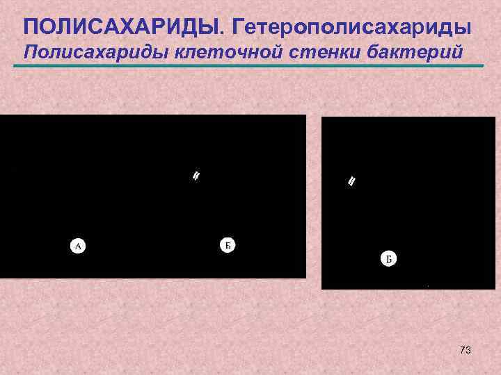 ПОЛИСАХАРИДЫ. Гетерополисахариды Полисахариды клеточной стенки бактерий 73 