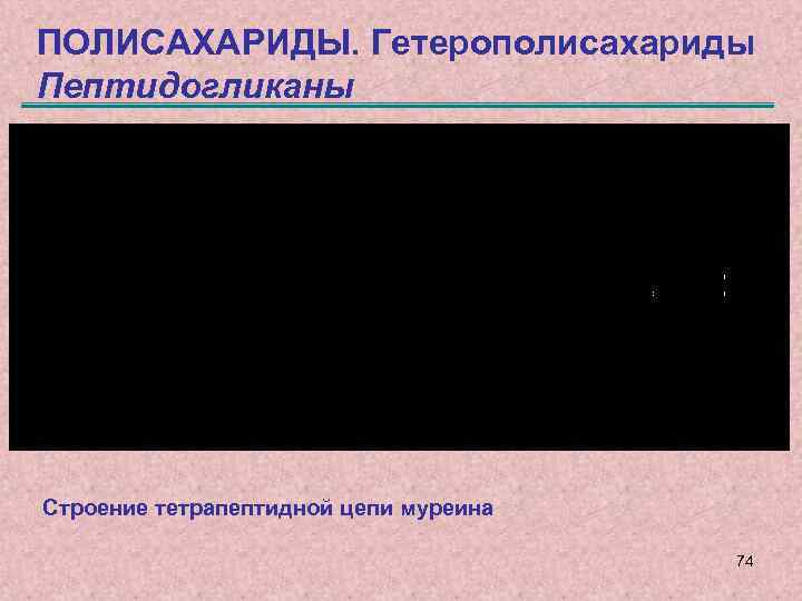 ПОЛИСАХАРИДЫ. Гетерополисахариды Пептидогликаны Строение тетрапептидной цепи муреина 74 